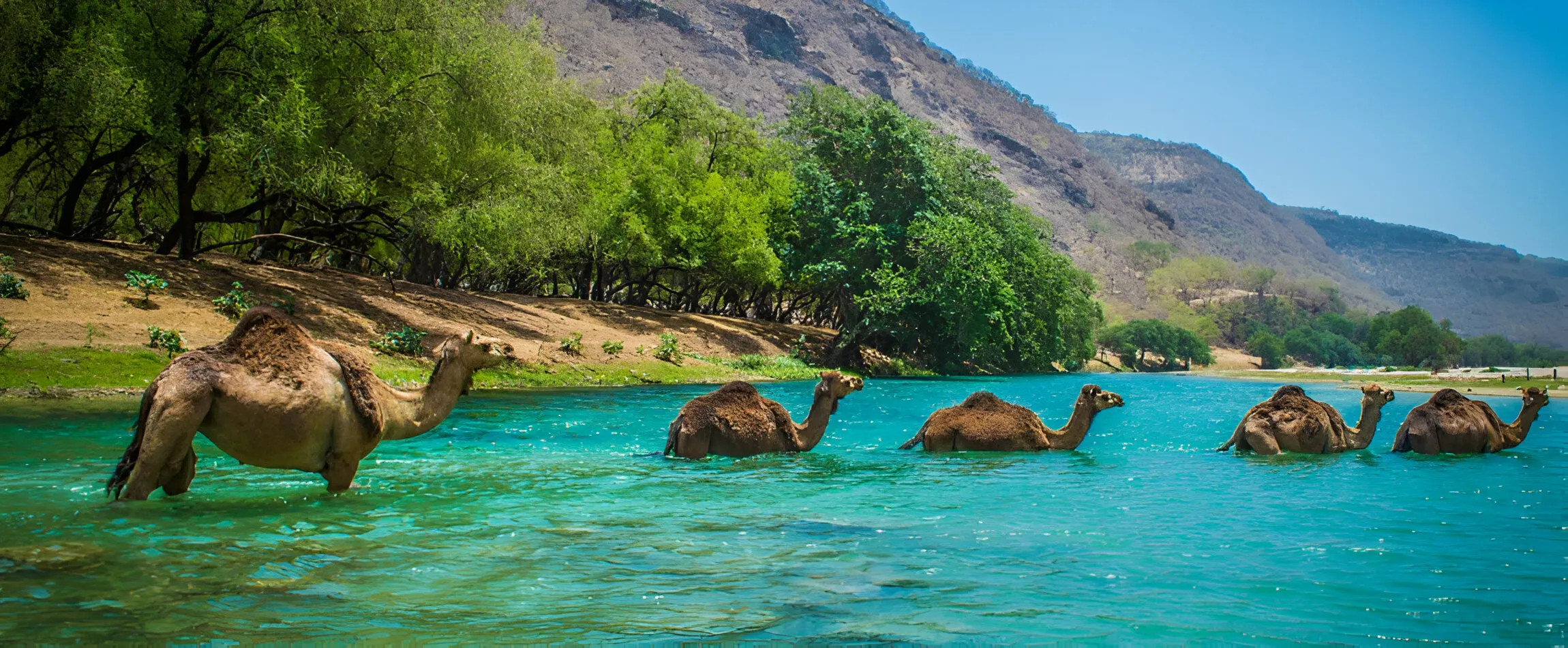 salalah-the-green-jewel-Attractions in Oman