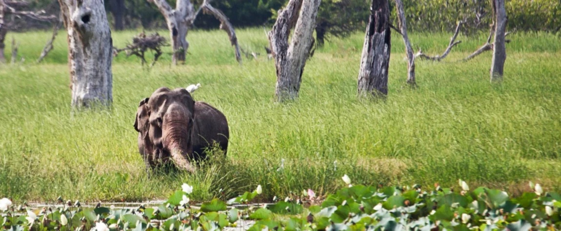 Yala National Park Safari Adventure