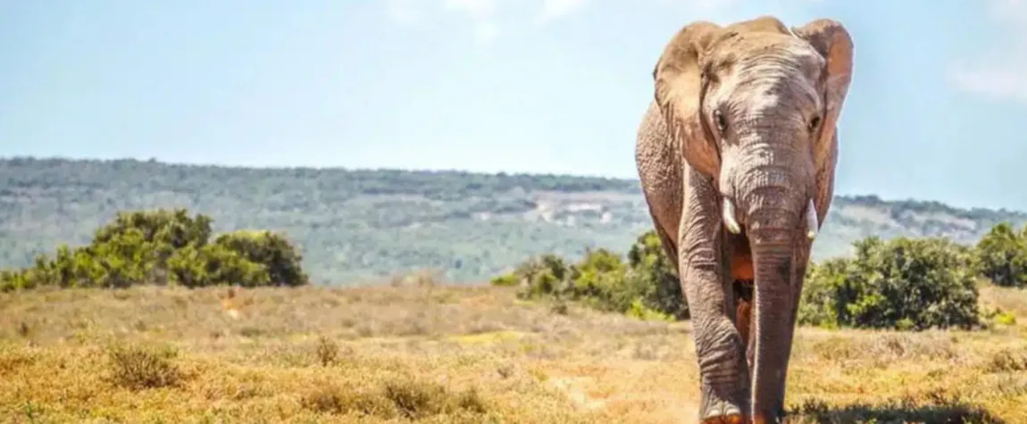 Addo Elephant National Park Wildlife Adventure