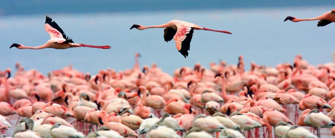 Lake Nakuru National Park