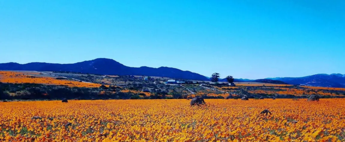 Namaqualand Flower Route Natures Canvas