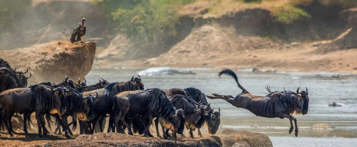 Serengeti National Park (Tanzania)