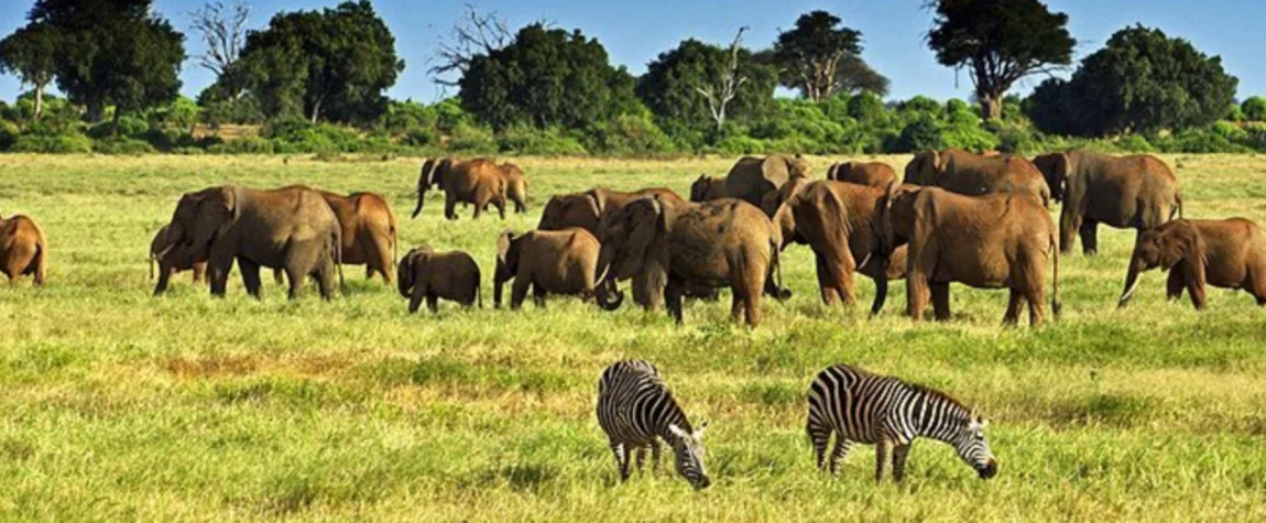 Visitors in Kenya