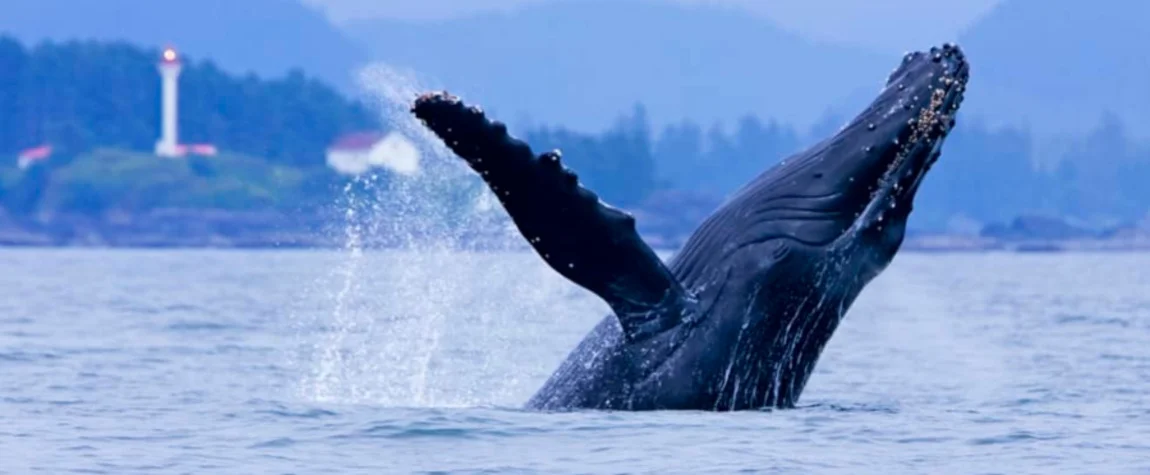 Whale Watching in Tofino British Columbia