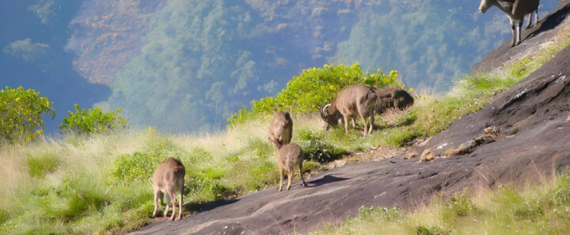 Eravikulam National Park