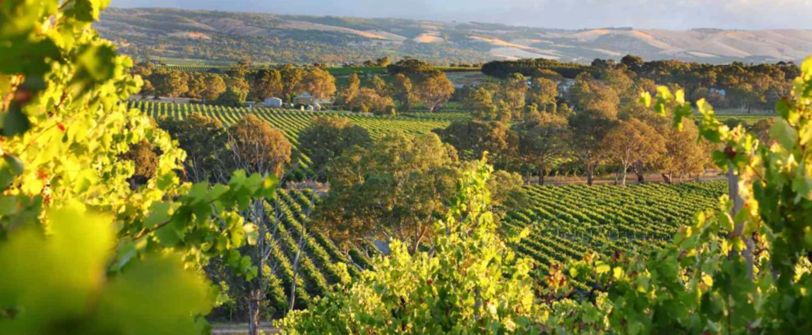 Australia has over 60 separate wine regions