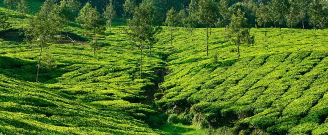 Things to do in Munnar