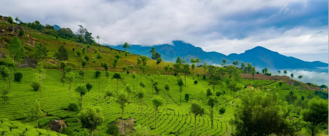 Things to do in Munnar