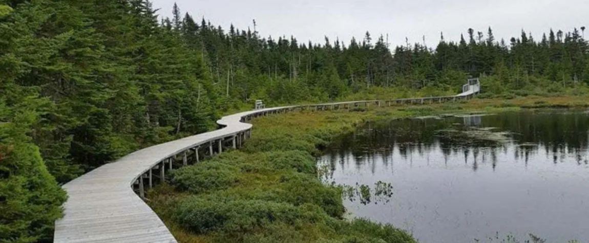 Salmonier Nature Reserve, Newfoundland and Labrador - Nine Canadian Forests
