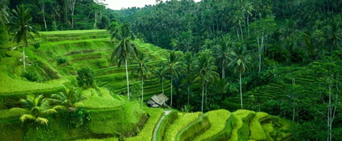 Tegallalang Rice Terraces, Ubud - Attractions Places
