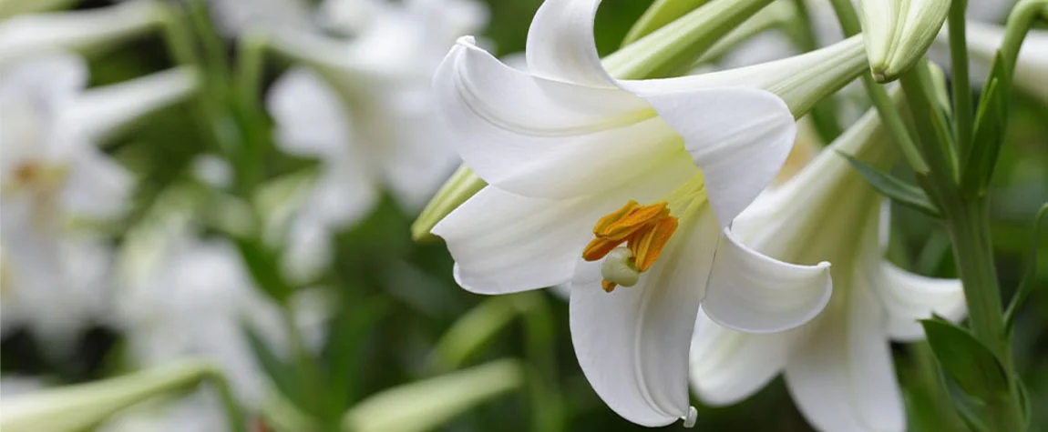 Planting Easter Lilies 