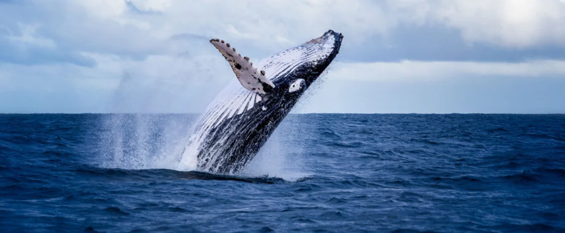 Whale Safari (Akureyri)