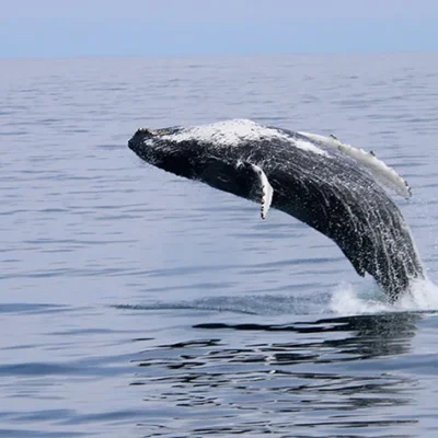 The Best Whale Watching Tours to visit in Iceland.