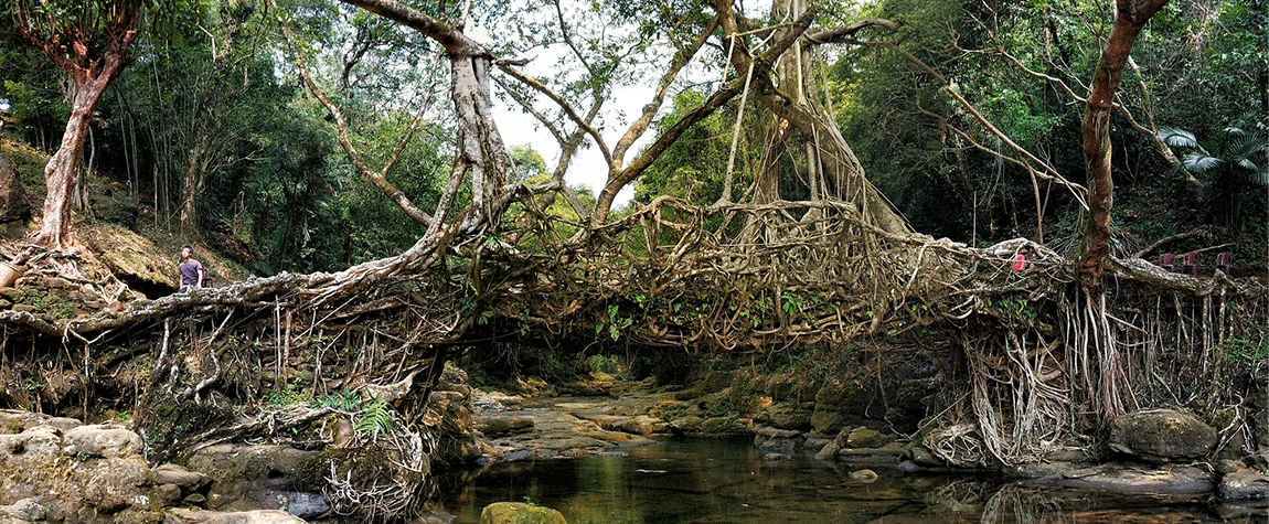 Living Root Bridges of Cherrapunji and Mawlynnong