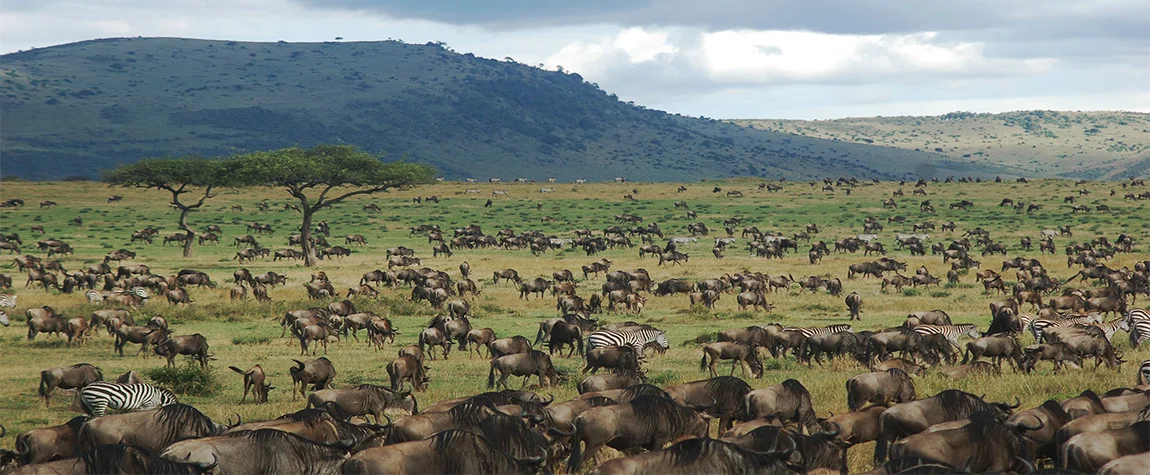 Witness the Great Migration in the Serengeti