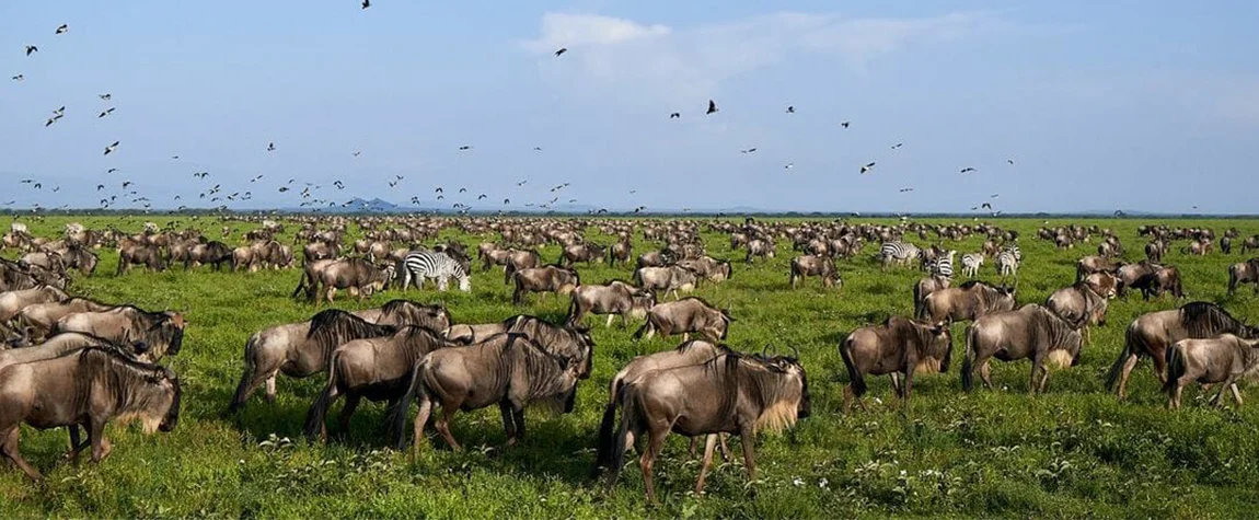 Witness the Great Migration in the Serengeti - Tanzania