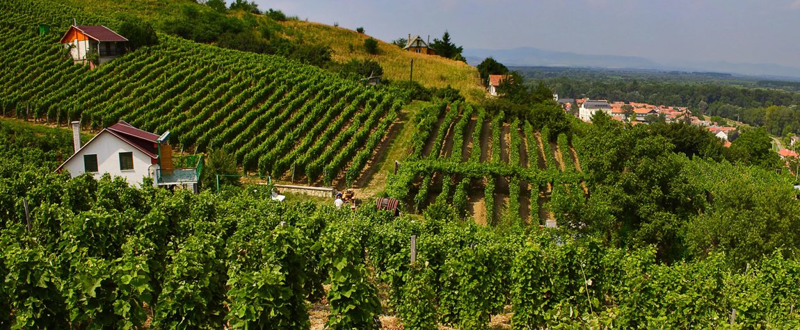 Discover the Wine Regions - Hungary