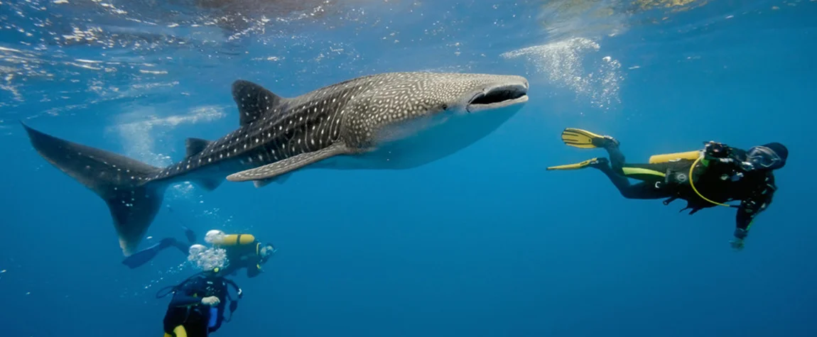 Dive in the Zanzibar Archipelago - Tanzania