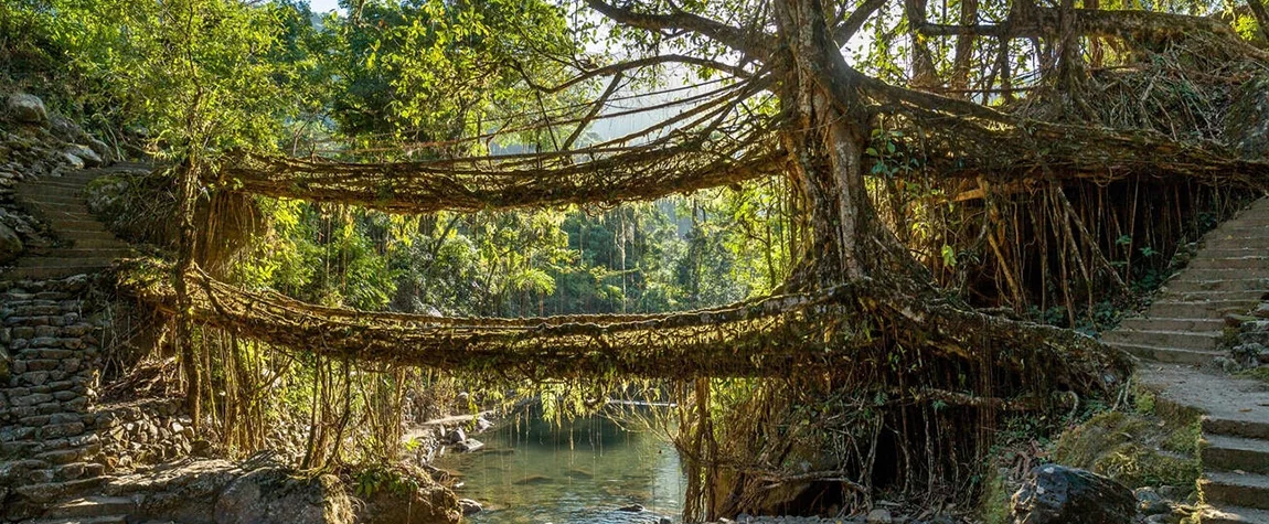Double Decker Living Root Bridge in Nongriat Village - Natural Beauty