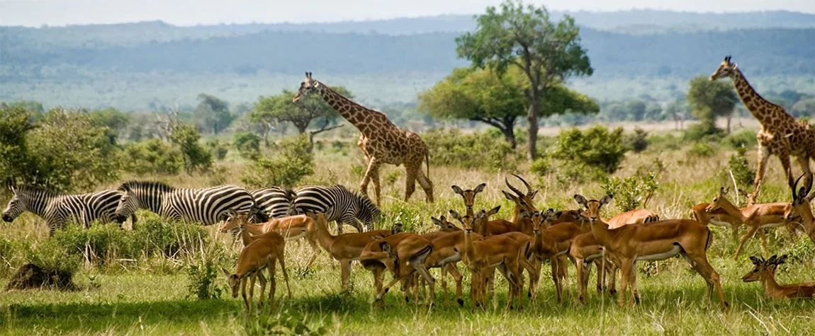 Safari in Selous Game Reserve