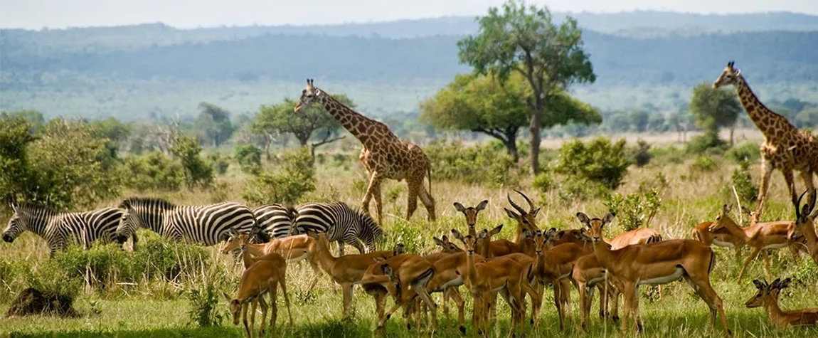 Safari in Selous Game Reserve - Tanzania