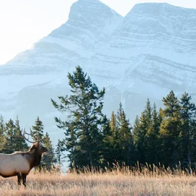 The Best place to Experience Wildlife at Canada