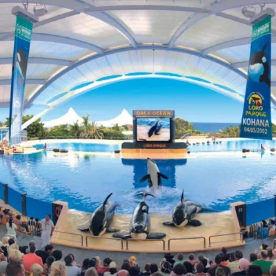 The fun Activities & Things to Do at Loro Parque in Spain