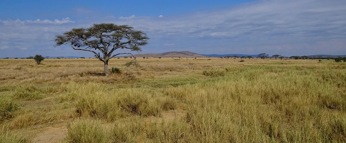 Serengeti National Park - Safari