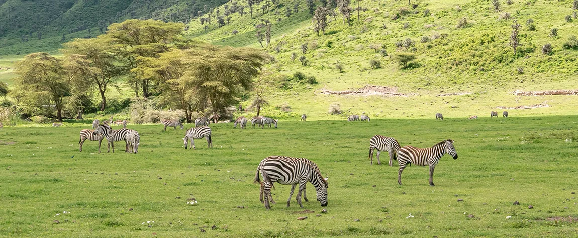 Tarangire National Park - Safari