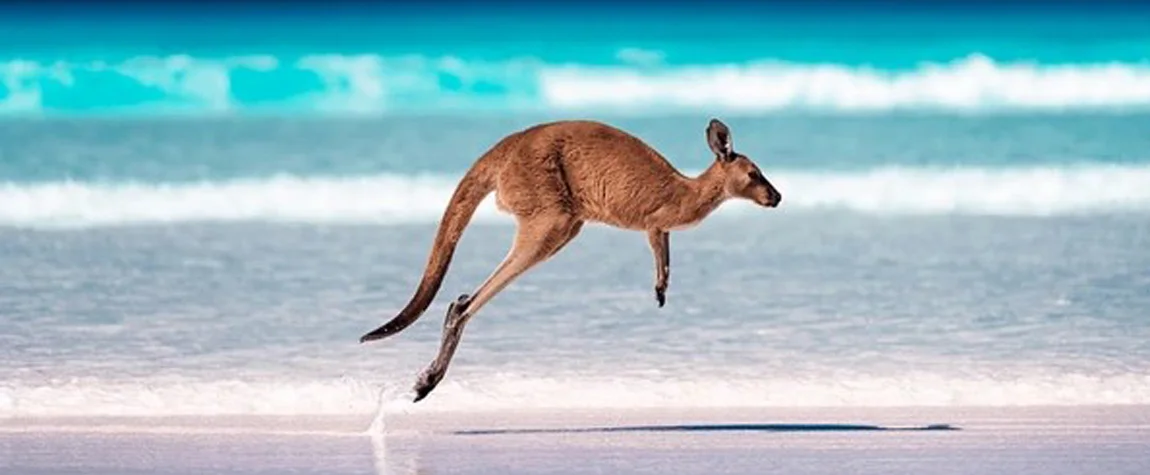 Encounter Wildlife on Kangaroo Island - family-friendly