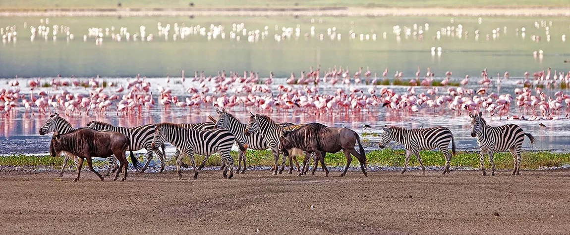Lake Manyara National Park - Safari