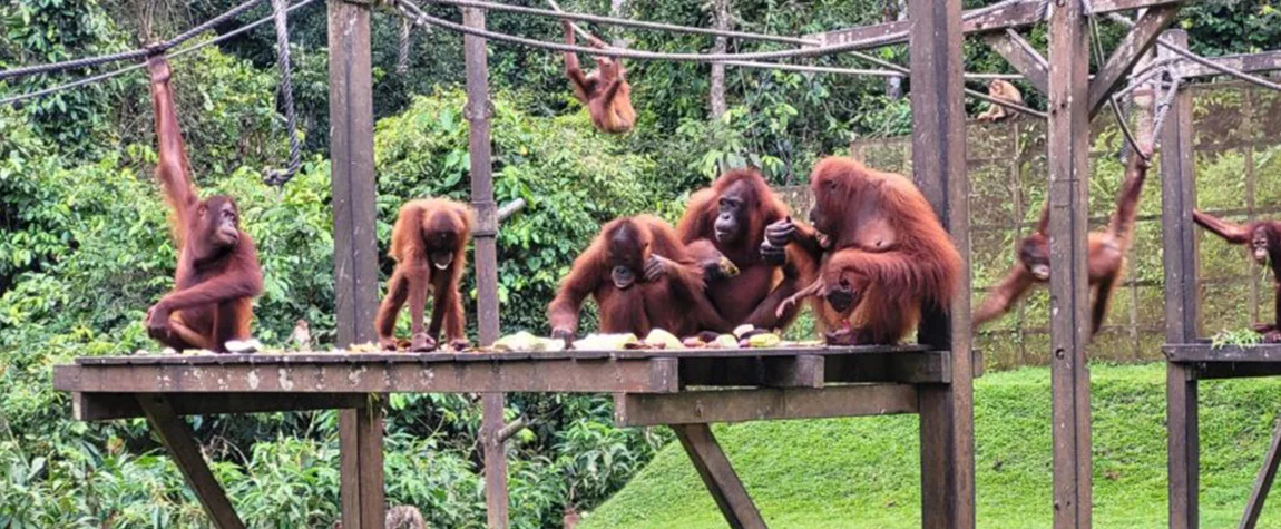 Orangutan Rehabilitation Centers, Sabah & Sarawak - Sightseeing Places