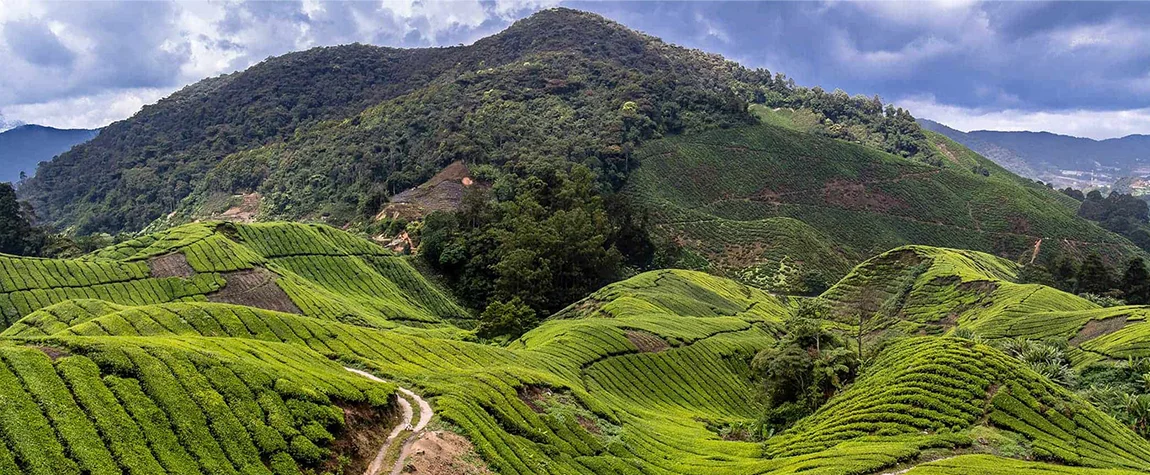 Cameron Highlands