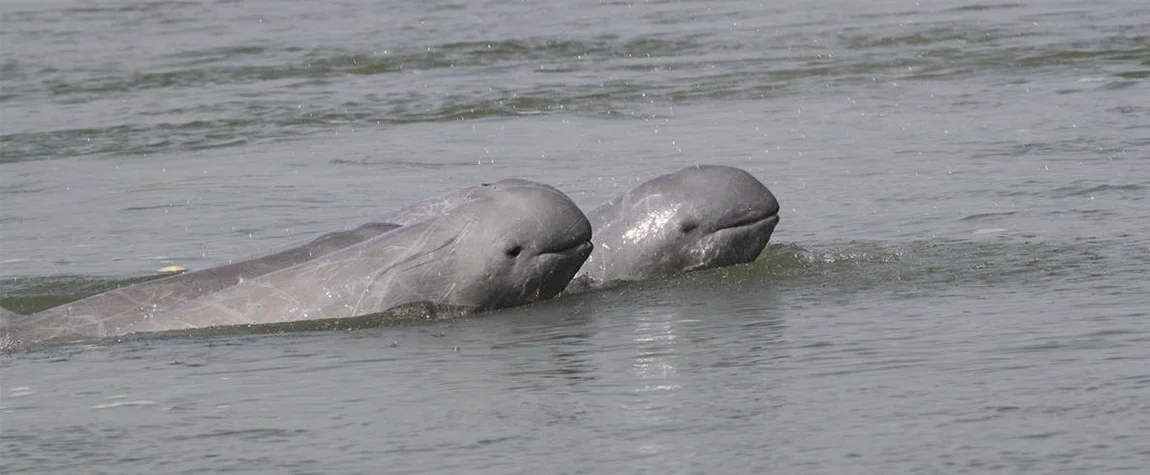 Mekong River Dolphins