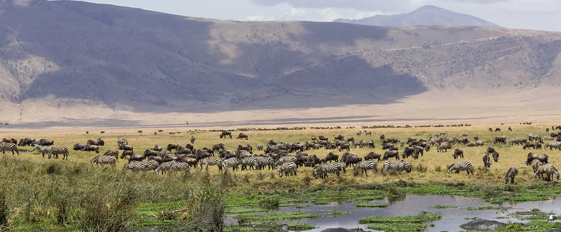 Ngorongoro Crater