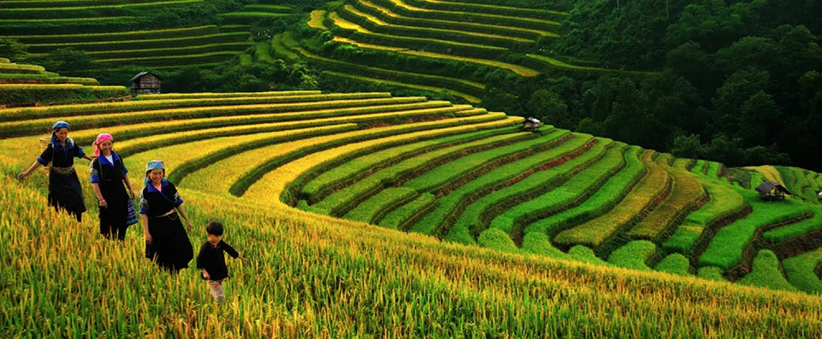 Discover the Terraced Rice Fields in Sapa - Things to Do in Vietnam