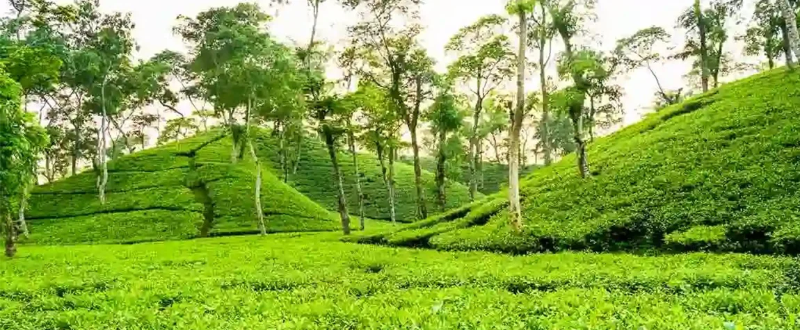 Srimangal - Places to Visit in Bangladesh