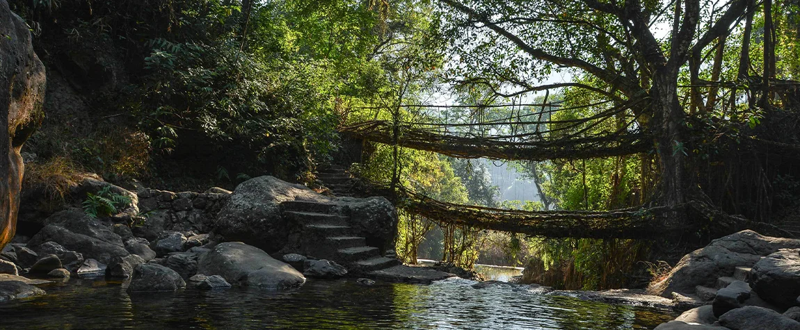 Living root - places to visit in Meghalaya