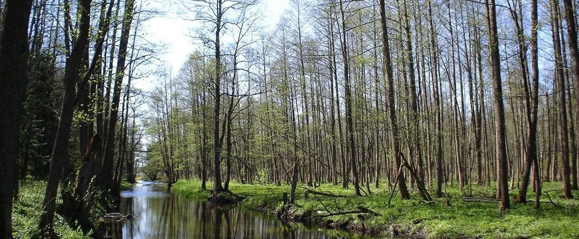 Białowieża Forest - best places to visit in Poland