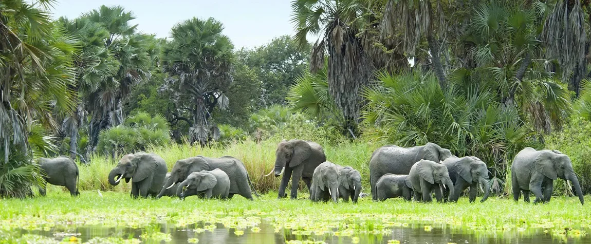 Selous Game Reserve (Nyerere National Park)