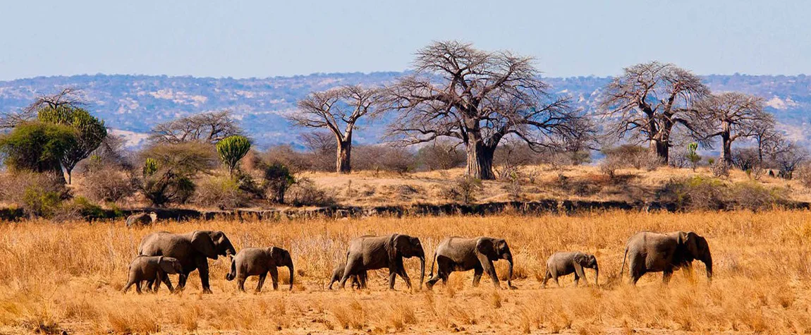 Tarangire National Park - Tanzania safari trip