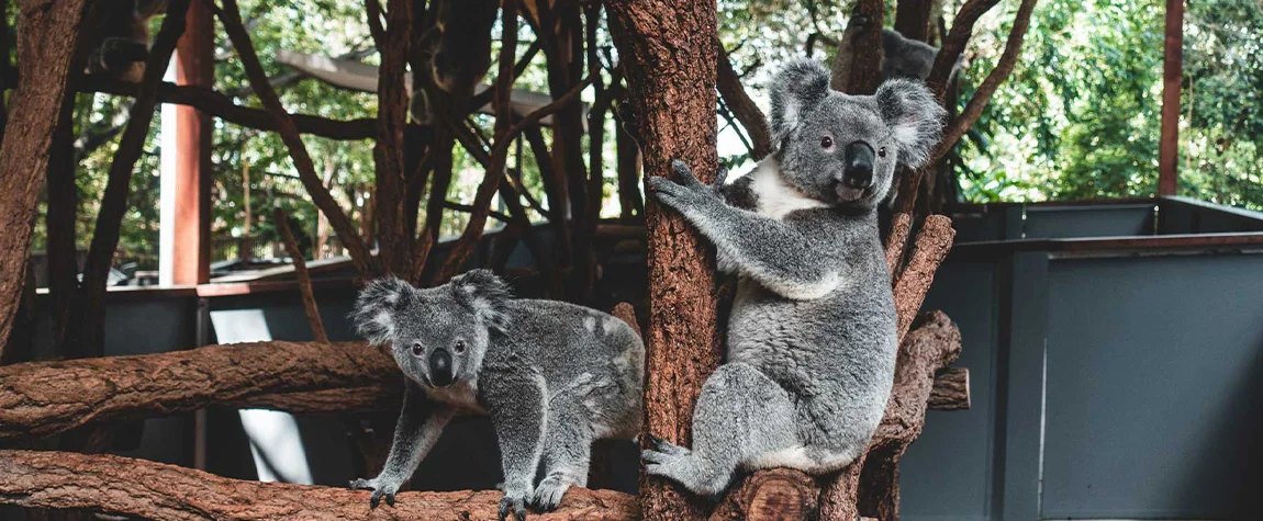 Visit the Lone Pine Koala Sanctuary - Things to Do in Brisbane