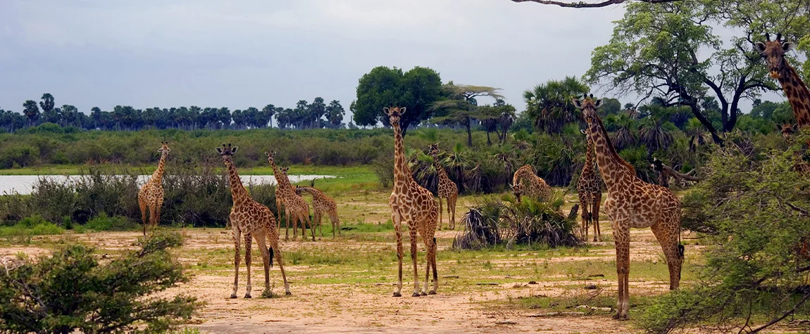 Selous Game Reserve