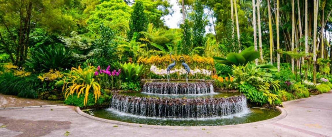 Explore the National Orchid Garden