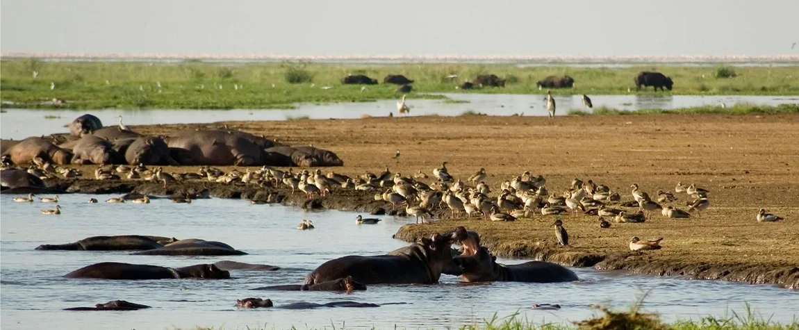 Lake Manyara National Park - Attractions in Tanzania