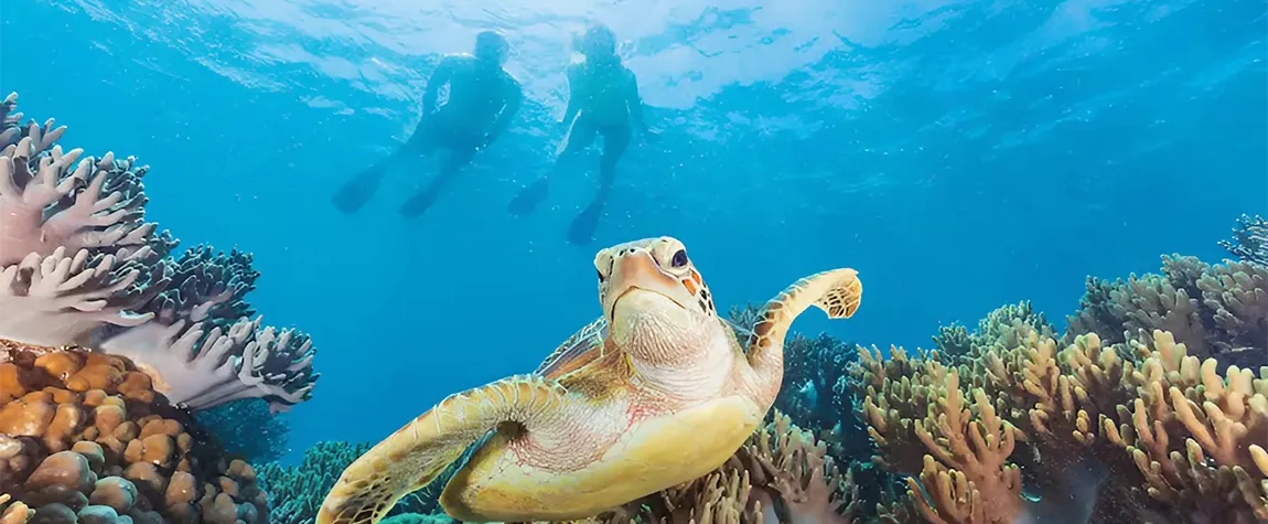 Great Barrier Reef, Queensland - Scuba Diving In Australia