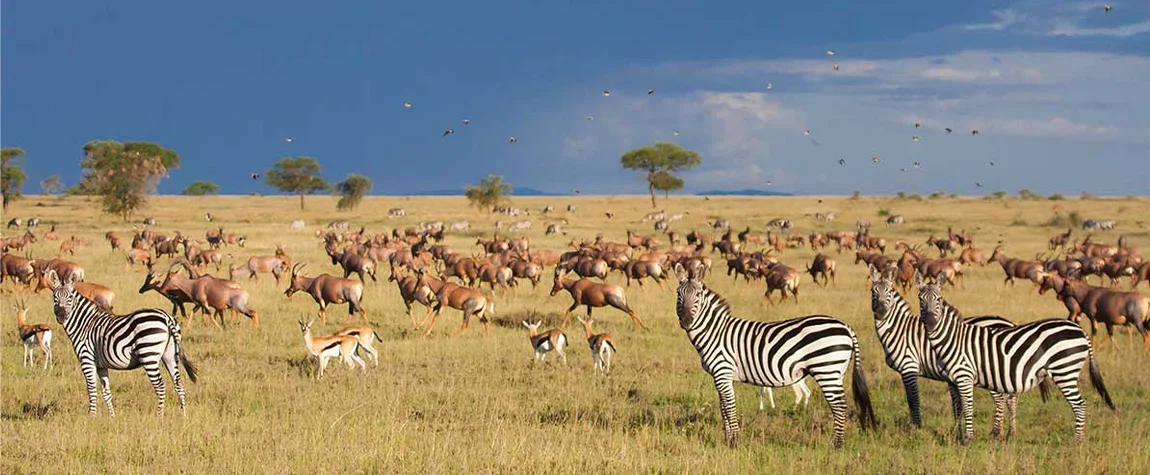 The best tourist attractions in Tanzania