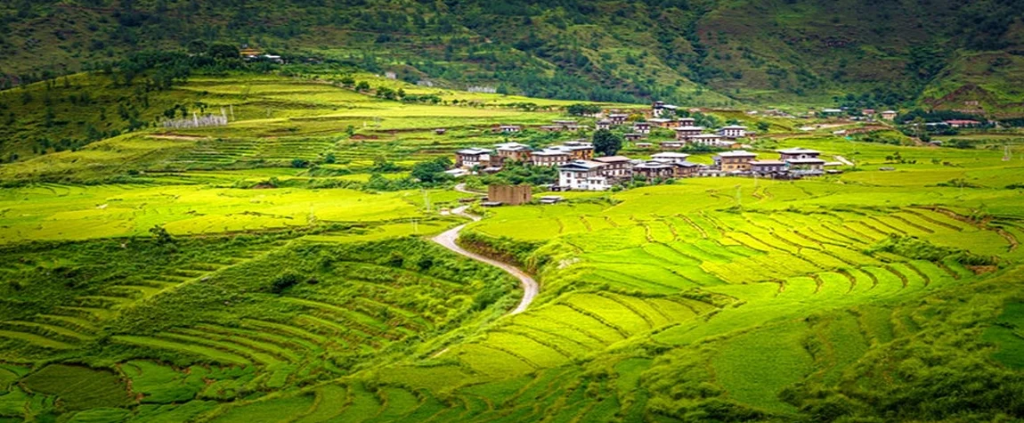 Punakha’s Rice Fields