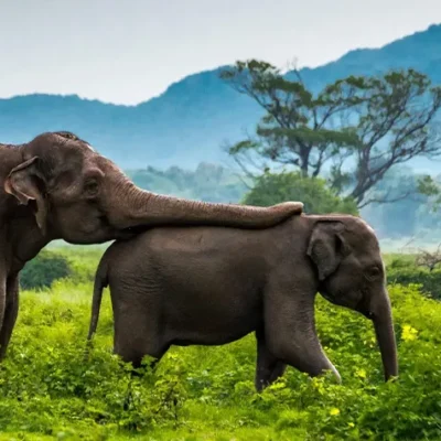 10 National Parks in Sri Lanka for Wildlife lovers