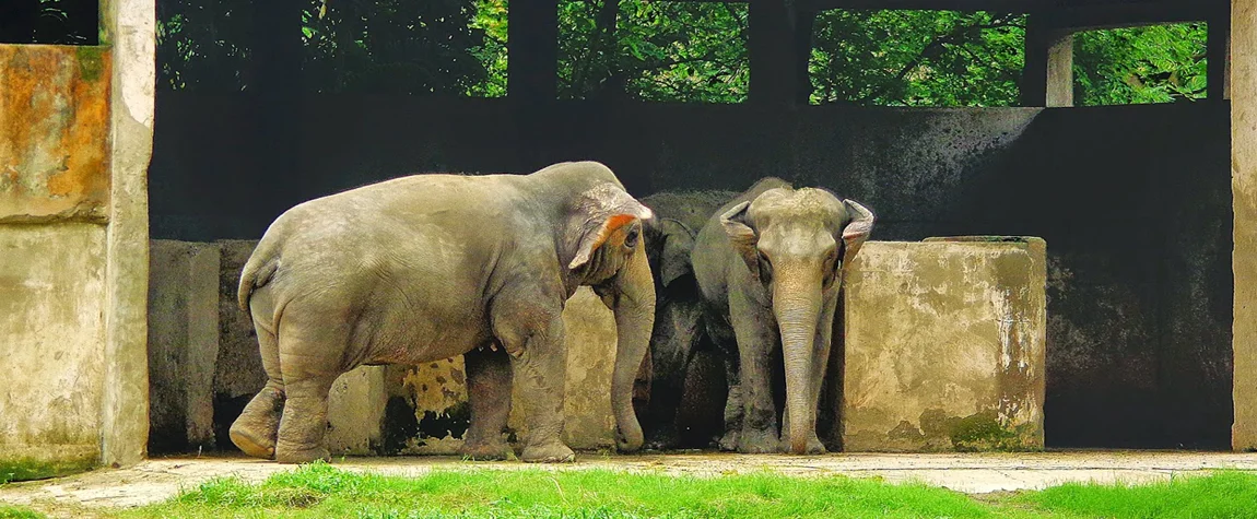 Alipore Zoo - sightseeing places in Kolkata